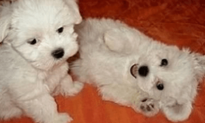 Craigslist Maltese Puppies