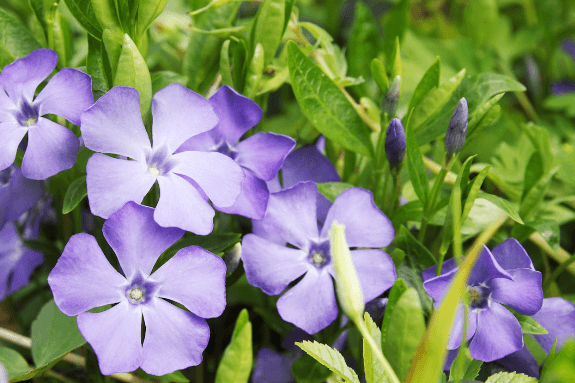 Flower:A6bhb8cofyy= Periwinkle