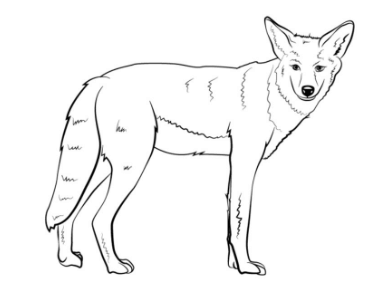 Drawing:Wny4zn3jqnm= Coyote