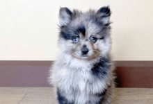 Blue:Dvaxjwqez4m= Pomeranian