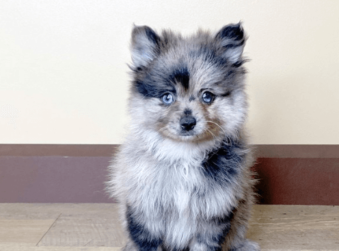 Blue:Dvaxjwqez4m= Pomeranian