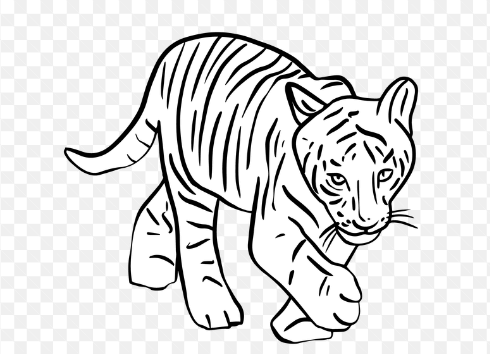 Clipart:Jmjk9np8ik4= Tiger