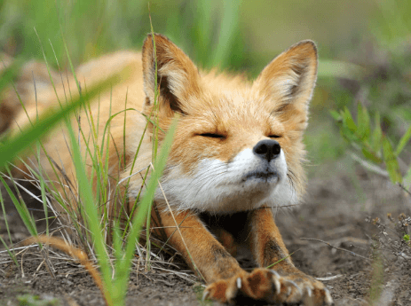 Cute:Vckxjxf4zh0= Foxes