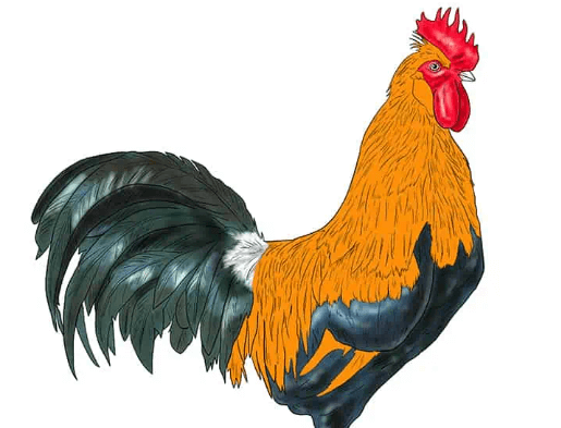 Drawing:Kqu30c7x4xo= Rooster