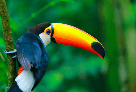 Cute:Afb-C3y1kcc= Toucan