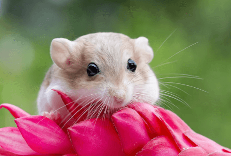 Cute:F6hdqtq5uhq= Gerbil