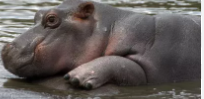 Baby:2c8dwtjmk4s= Hippopotamus