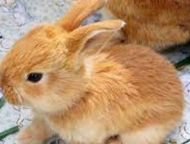 Baby:6f1ehfvzbvu= Bunnies.