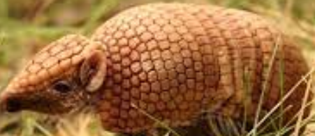 Heyrgihc5z4= Armadillos