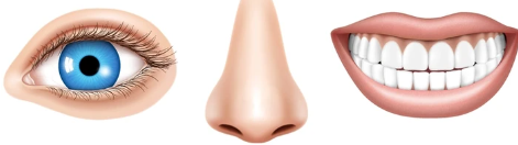 Clipart:7bq0yl9eb0a= Nose