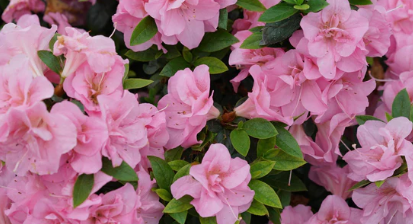 Pink:Ylcvb6erjgi= Azaleas