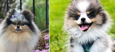 Blue:Dvaxjwqez4m= Pomeranians