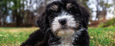 Puppy:Ihhz1j0nkcy= Bernedoodles